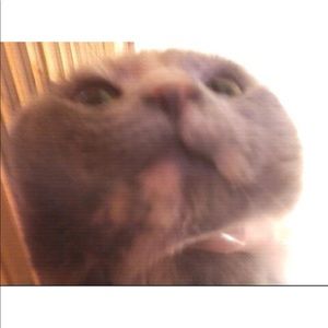 Meet your Posher, Gavin